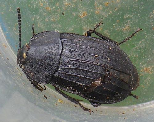 Silpha tristis